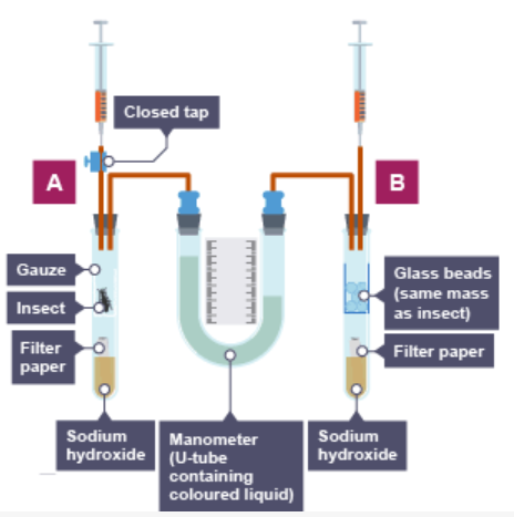 <p>in this practical, builds a simple <strong>respirometer </strong>- a machine to measure the effect of temperature on the oxygen consumption of small organisms</p><p><strong>method </strong></p><ol><li><p>pick a small organism that you would like to measure the rate of respiration (eg. maggots, or leaves)</p></li><li><p>place 5cm³ of soda lime into a test tube</p></li><li><p>place gauze on top and a small amount of the organism being tested on top of this. </p></li><li><p>attach a three-way tap, capillary tube and syringe to the test tube. plug the test tube with a stopper</p></li><li><p>insert a small amount of coloured liquid into the capillary tube</p></li><li><p>turn the 3-way tap to allow air to enter the test tube for 5 minutes. after 5 minutes, close the 3-way tap</p></li><li><p>record how far the coloured liquid has moved against a scale </p></li></ol><p></p>