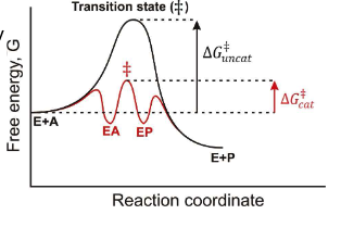 <p>The enzyme can catalyze the formation of the product and the enzyme can catalyze the undoing of the product.</p>