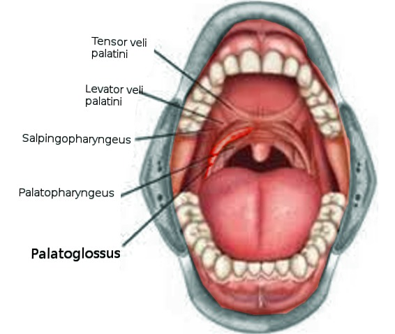 <ul><li><p>origin: palatine aponeurosis</p></li><li><p>insertion: posterolateral aspect of tongue </p></li><li><p>action: elevates back of tongue/ depresses soft palate</p></li></ul><p></p>