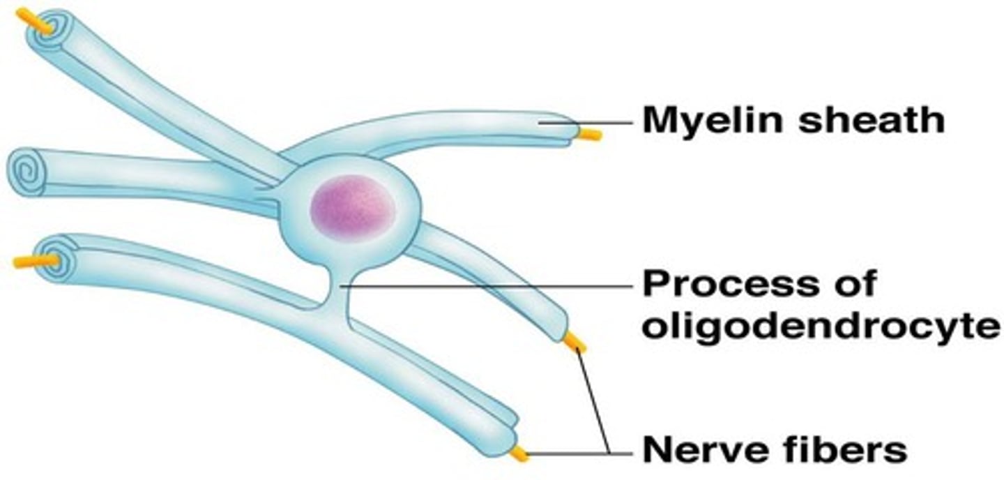 <p>- Oligodendrocytes, nodes of Ranvier more widely spaced, CNS myelin sheaths lack an external lamina</p><p>- Oligodendrocytes can wrap multiple different axons at the same time</p>