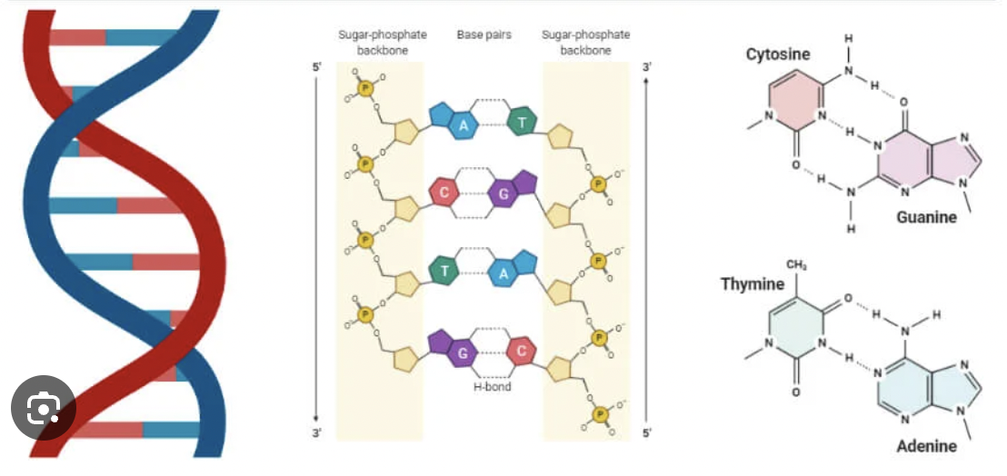 <p>Model of DNA structure described by James Watson and Francis Crick.</p>