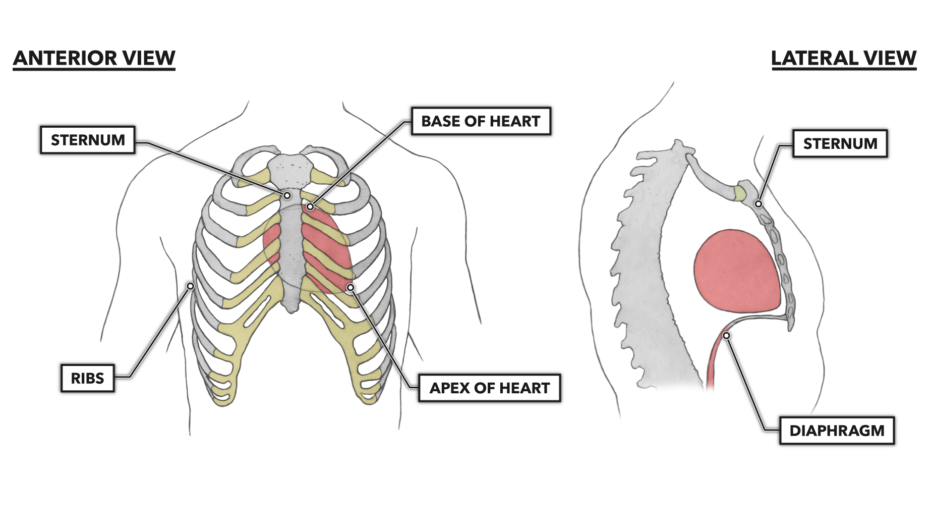 <p>Points inferiorly, anteriorly, and to the left.</p><p>(down, forwards, and left)</p>