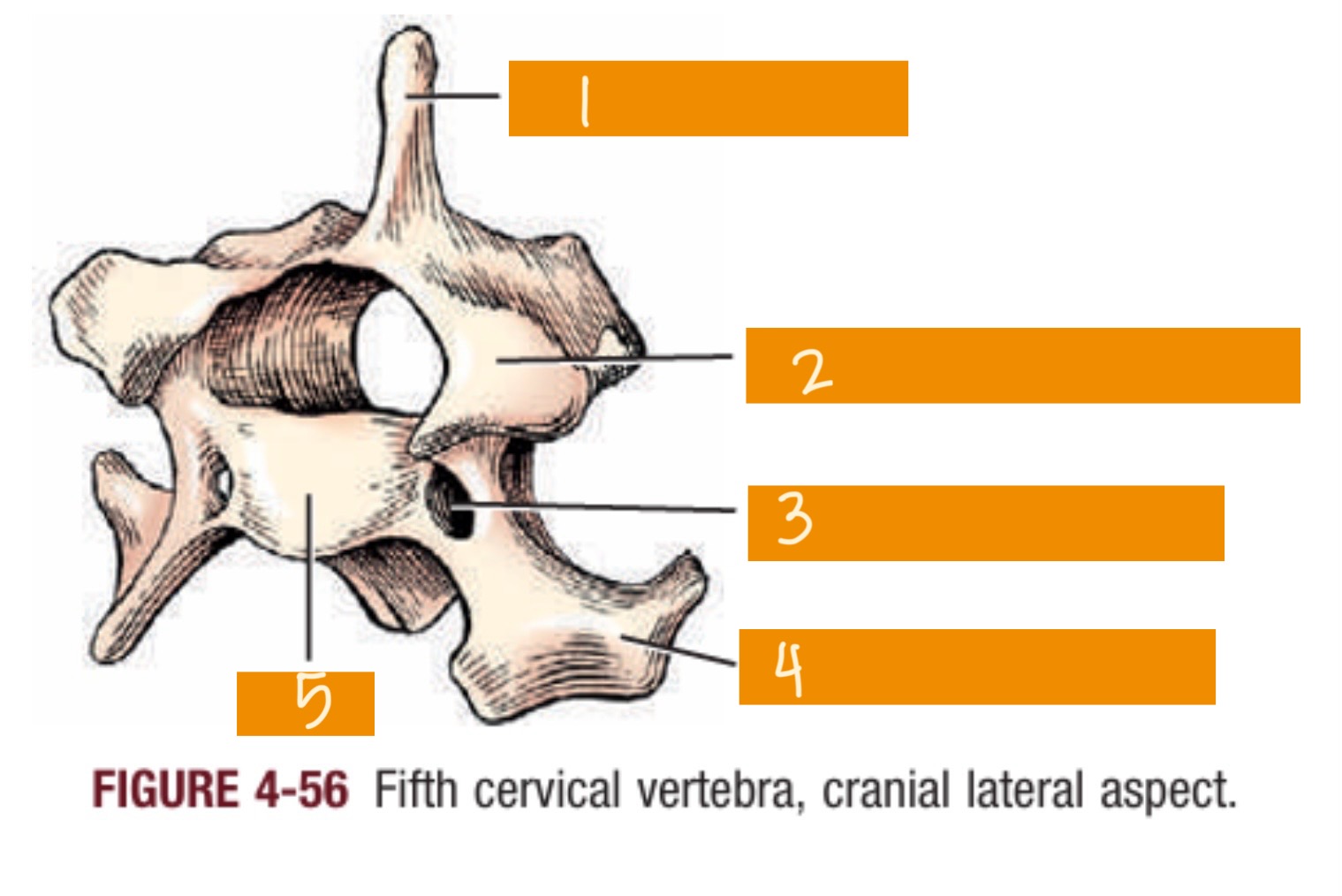 <p>4</p>