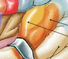 <p>Which special sensory cortex is:</p><ul><li><p>Information from sound receptors</p></li></ul><p></p>