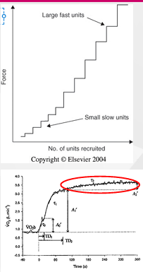 <p><strong>Slow rise in VO2</strong></p><ol><li><p>Only observed at high power outputs, as a growing number of fast motor units (Type II fibres) have to be recruited</p></li></ol><ul><li><p>More force can be generated</p></li><li><p>Not as efficient and fatigue resistant as Type I fibres - more o2 needed per unit of force</p></li></ul><ol start="2"><li><p>Reached strenuous watts so activate T2 - not efficient, fatigue, require more o2 than T2</p></li></ol><p></p>