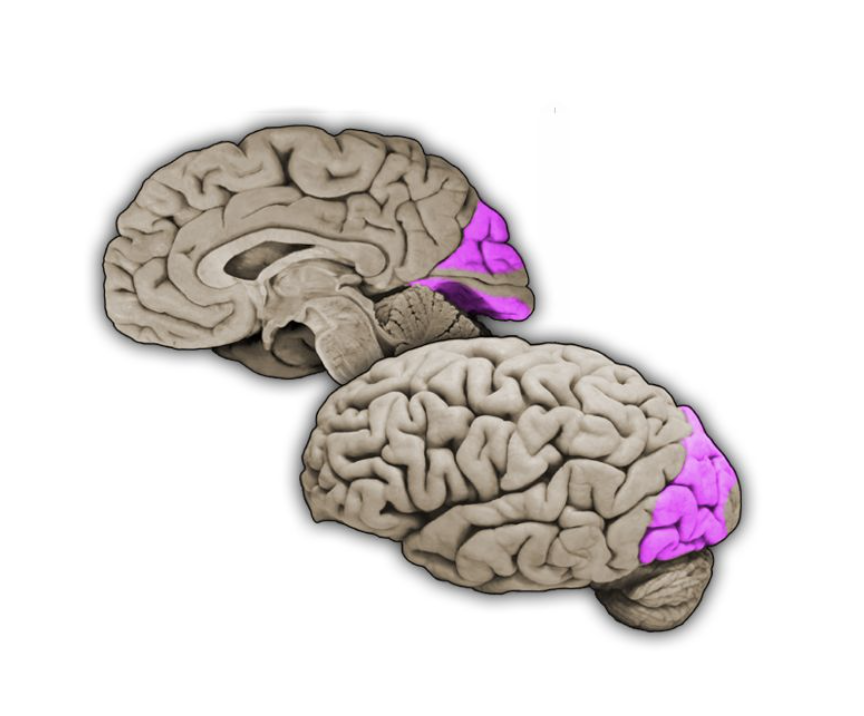 <p>Extrastriate cortex</p>