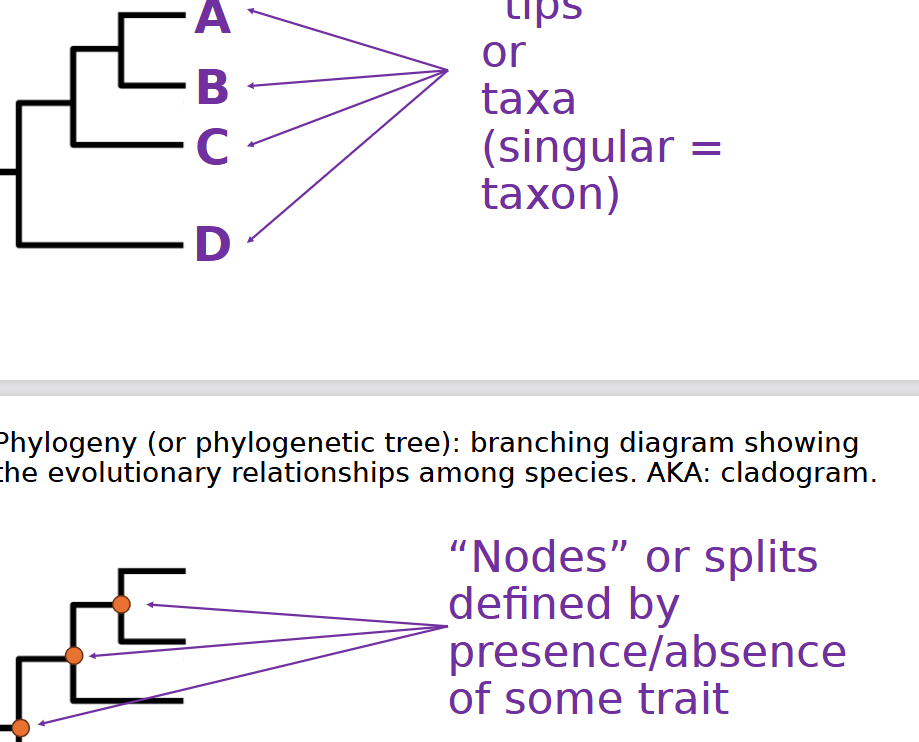 <p>singular taxon vs splits defined by presence or absence of some trait</p>