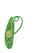 <p>Locomotion of protozoa</p>