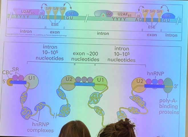 <p>true — SR proteins bind to mRNA exons and regulate the assembly of the spliceosome</p><p>as a whole, they build the spliceosomes. bind to message in context dependent way — regulated. it can do it differently in different cells, thus it regulates alt splicing.</p>