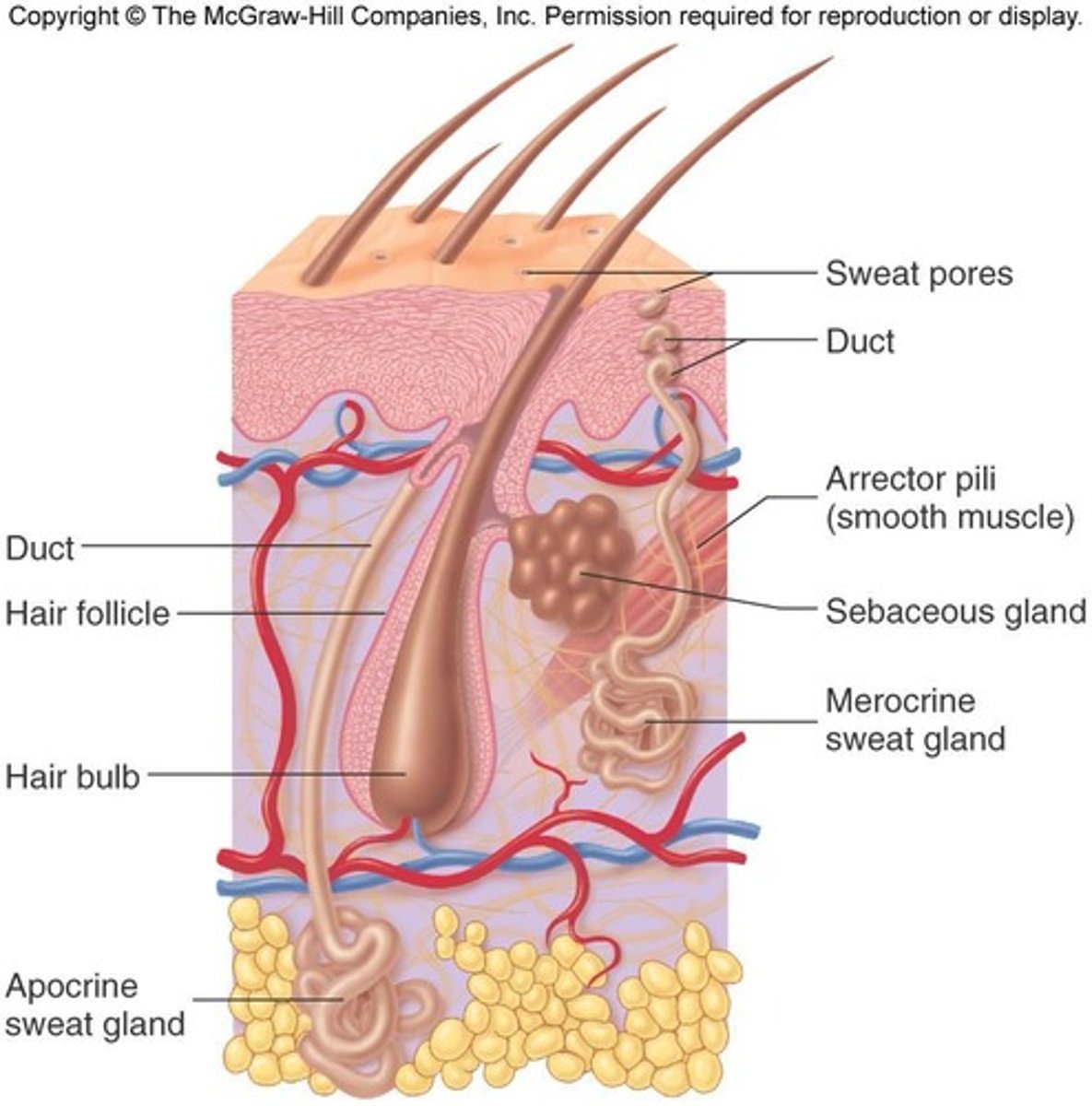 <p>Merocrine sweat glands produce sweat to cool the body, while apocrine sweat glands are found in axillary and genital areas and empty into hair follicles.</p>