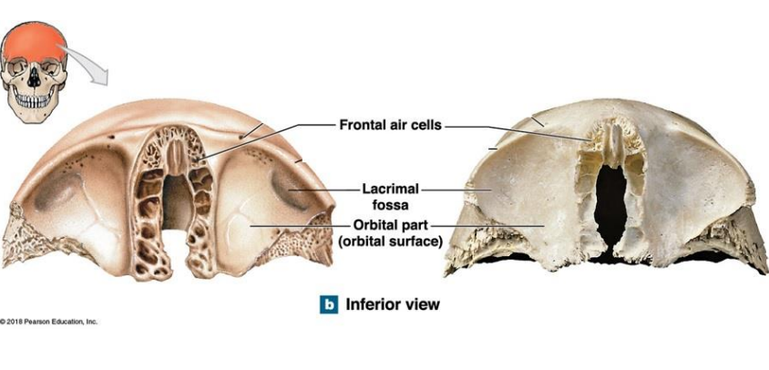 <ul><li><p>Frontal air cells</p></li><li><p>Lacrimal fossa - form lacrimal gland</p></li><li><p>Orbital part (orbital surface) - forms the roof of each orbit</p></li></ul><p>Inferior surface - forms opening for blood vessels</p>
