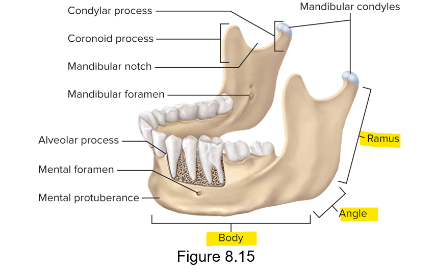 <p>Body, ramus and angle </p>