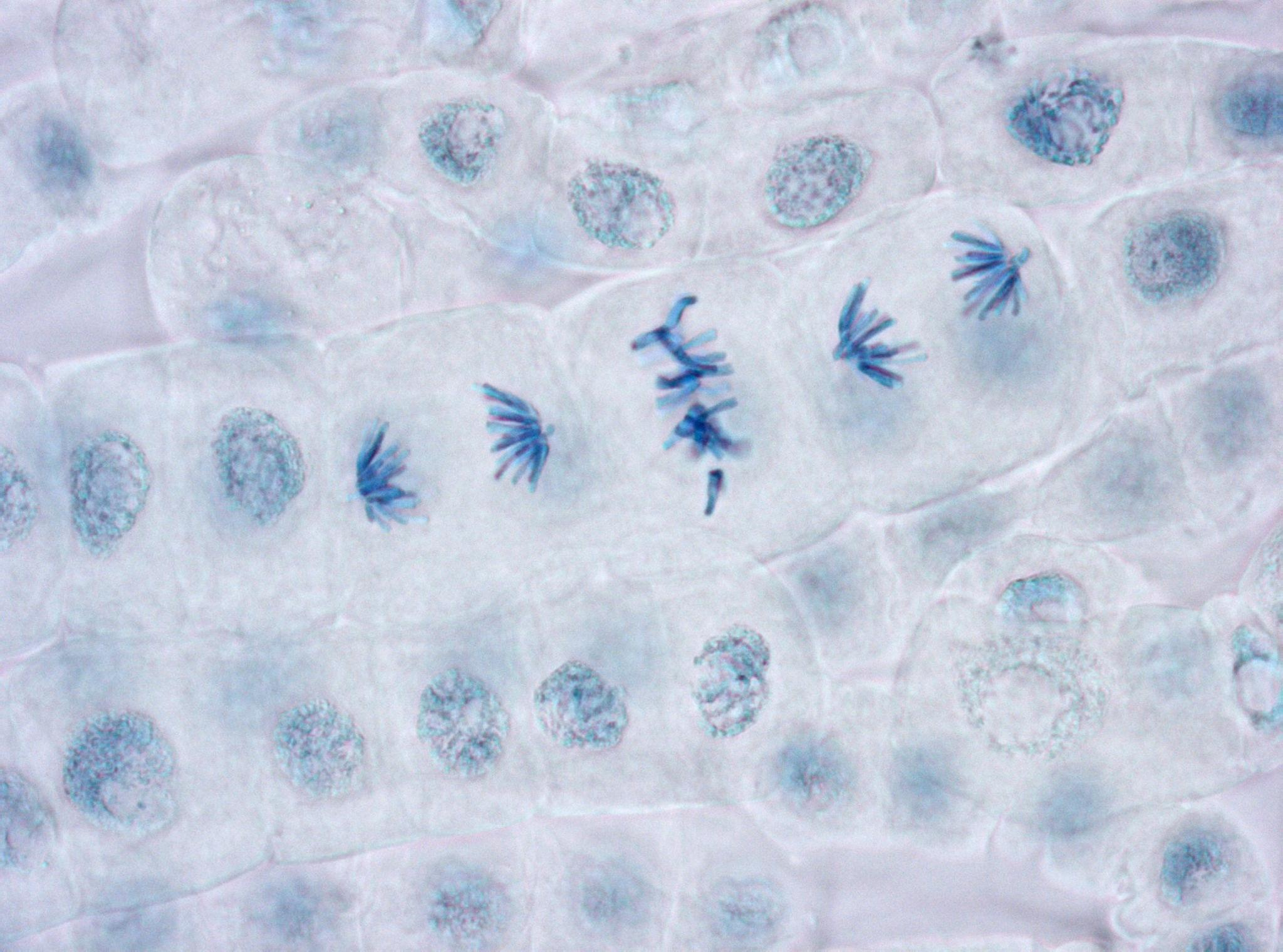 <p><strong>What happens:</strong></p><ul><li><p>Chromosomes line up at the cell’s equator</p></li><li><p>Spindle fibers attach to centromeres</p></li></ul><p><strong>What it looks like:</strong></p><ul><li><p>Chromosomes in a straight line across the middle</p></li></ul><p></p>