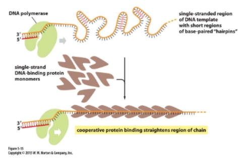 <p>keep DNA strands separated after they are separated by helicase</p>