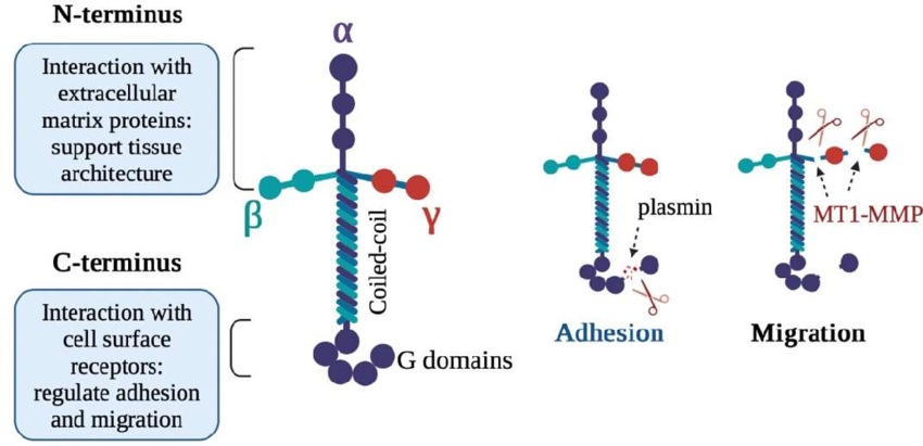 <p>Laminins are multi-adhesive glycoproteins found in the basal lamina, structured as cross-like trimers composed of one heavy α chain and two light β and γ chains. They self-assemble into large structures through their globular domains, with C-terminal domains that bind cell receptors, including integrins like α6β4.</p><p>In the ECM laminins provide structural support tensile strength, and cell adhesion. They also act as ligands for specific integrins, facilitating cell-matrix interactions</p><p><strong>Laminin acts as a ligand for the α6β4 integrin.</strong></p>