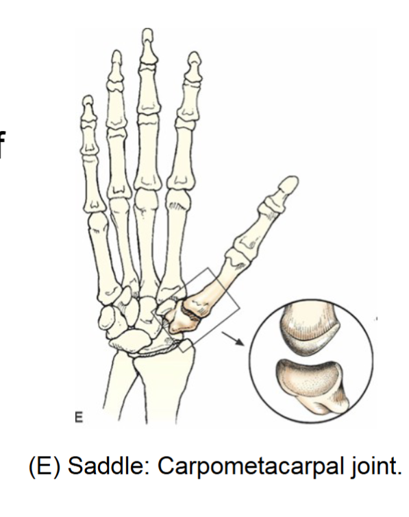 <p>saddle joint</p>
