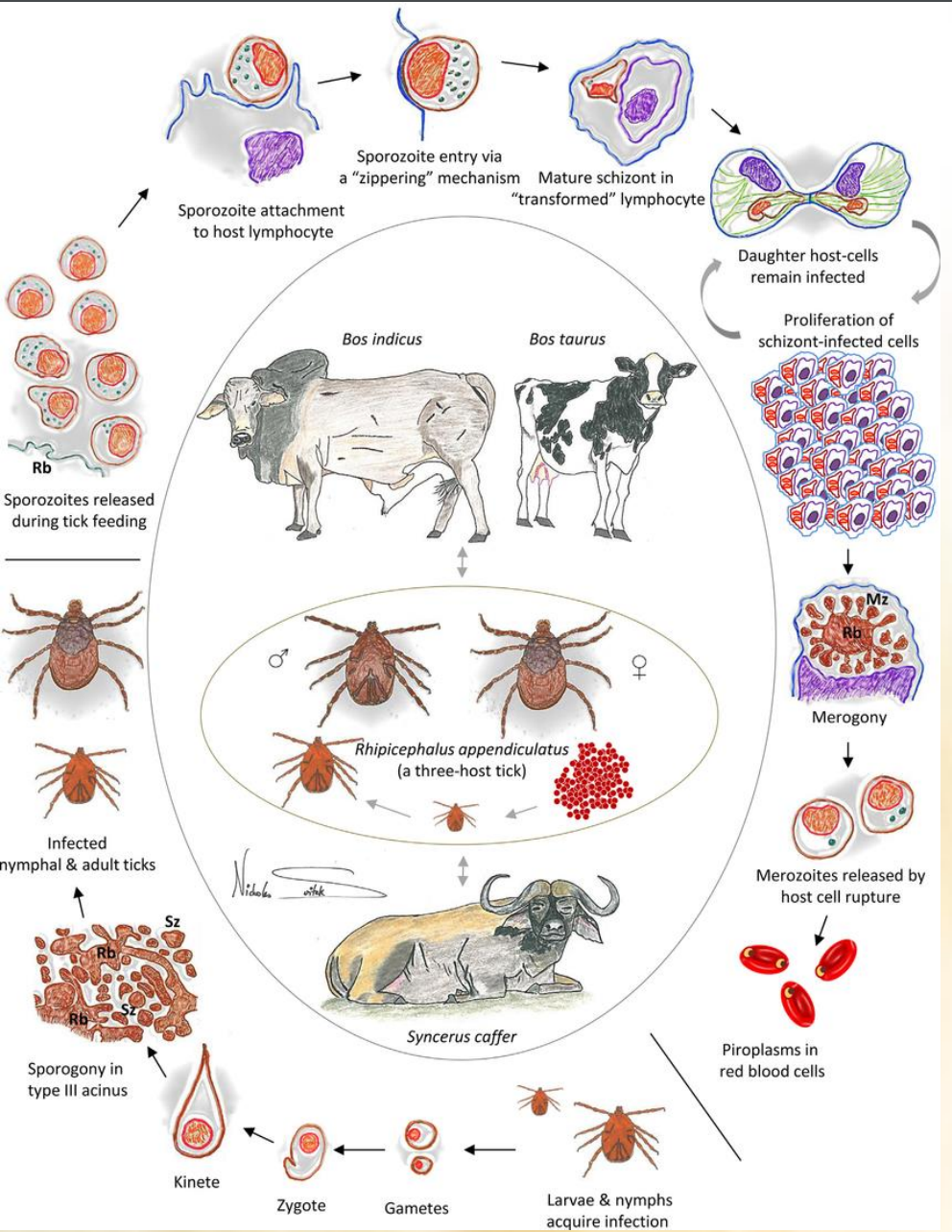 <p>Theileria (genus) of the family Theileriidae. </p><p><strong>Life Cycle of Theileria</strong></p><ol><li><p><strong>Tick Feeding and Sporozoite Release</strong>: cycle starts when tick feeds on mammalian host ex. cattle. Tick releases sporozoites into the host bloodstream. </p></li><li><p><strong>Sporozoite Attachment and Entry</strong>: sporozoites will attach to host lymphocytes, entering them through a zippering mechanism.</p></li><li><p><strong>Transformation and Schizont/meront Formation</strong>: schizonts/meronts are formed inside the lymphoblast (mature vesion of lymphocyte), these mature later. </p></li><li><p><strong>Proliferation of Schizont/meront-Infected Cells</strong>: the infected lymphoblasts proliferates. </p></li><li><p><strong>Merozoite Release</strong>: Schizonts/meronts eventually differentiate into <strong>merozoites</strong>, which are then released when the host cell ruptures.</p></li><li><p><strong>Piroplasms in Red Blood Cells</strong>: merozoites infect RBCs → forming piroplasms (intracellular parasites). </p></li><li><p><strong>Tick Infection</strong>: when another tick feeds on the infected host → ingestion of the piroplasms</p></li><li><p><strong>larvae and nymphs acquire the infection</strong>: will get infection through feeding or from infected mother (trans-stadial transmission). </p><ul><li><p>gametes → zygote → kinete → sporogony → infected nymphal and adult ticks. </p></li></ul></li></ol><p></p>