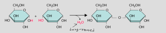 <p>monomers linked by a chemical reaction which removes water to form macromolecules. Goes from small to big.</p>
