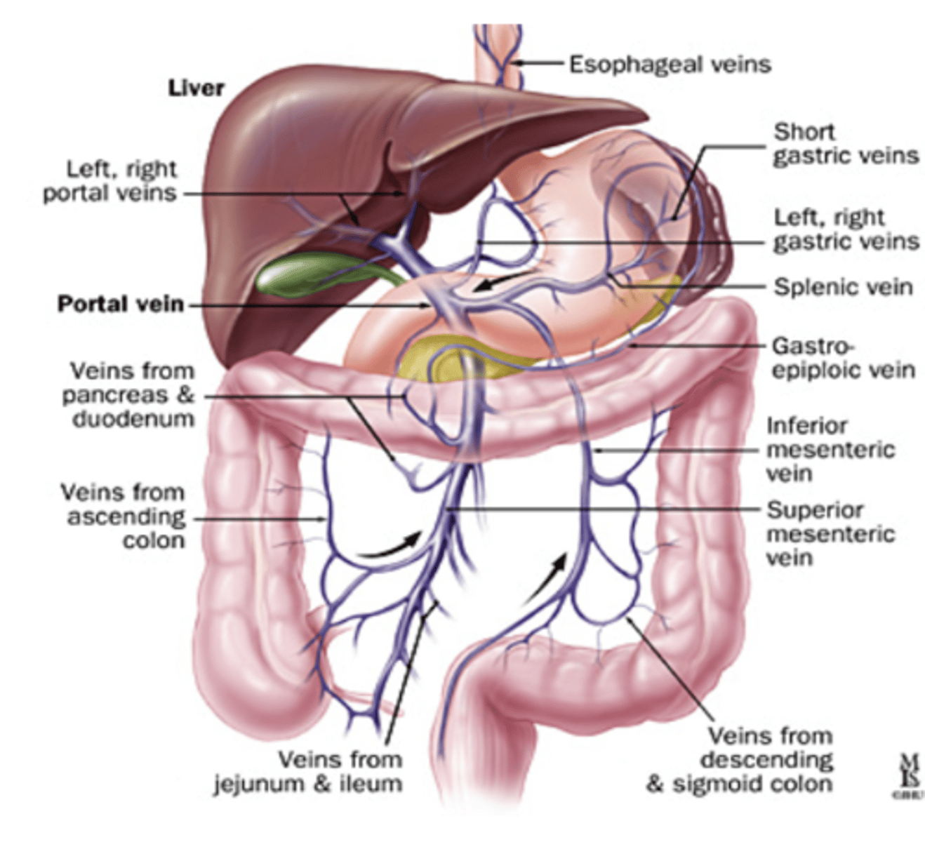 <p>1. Venous blood from the GI enters the liver through the portal vein</p><p>2. In the liver, the portal vein branches into sinusoids </p><p>- sinusoids receives blood from artery and portal vein</p><p>3. As the blood traverses the liver sinusoids:</p><p>- reticuloendothelial cells along the wall filters the blood</p><p>- macrophages in sinusoids clean</p><p>4. Liver cells detoxify the blood and use nutrients absorbed from the GI </p><p>5. Blood then enters the central vein which then empties into the hepatic vein</p><p>- portal vein leaves the liver via the hepatic</p><p>vein</p>
