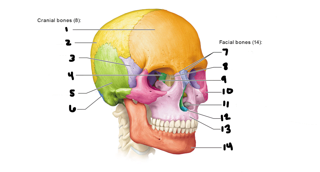 <p>bone #12?</p>