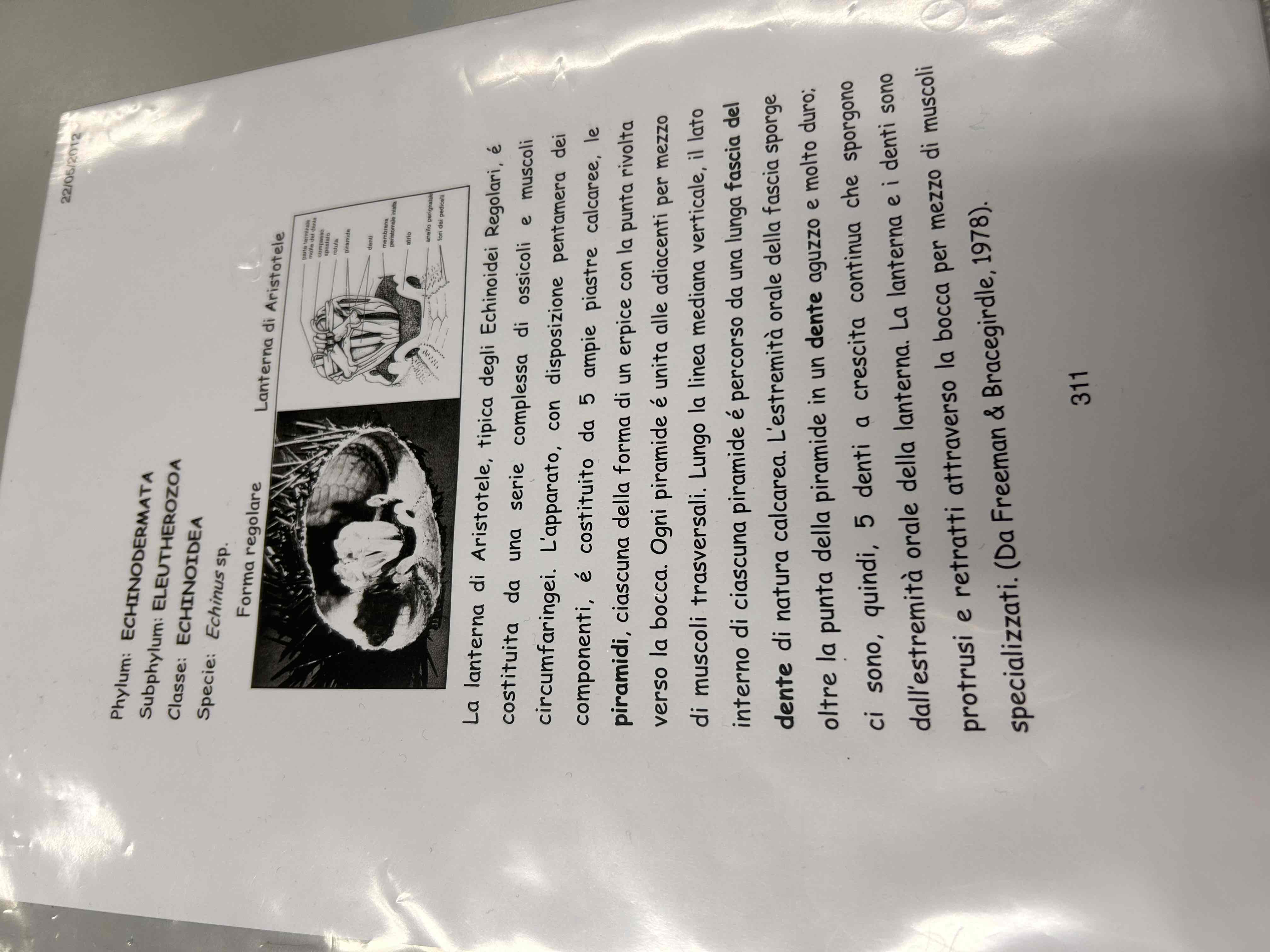 <p>Echinodermata</p><p>Echinoidea</p><p>Echinus sp</p>