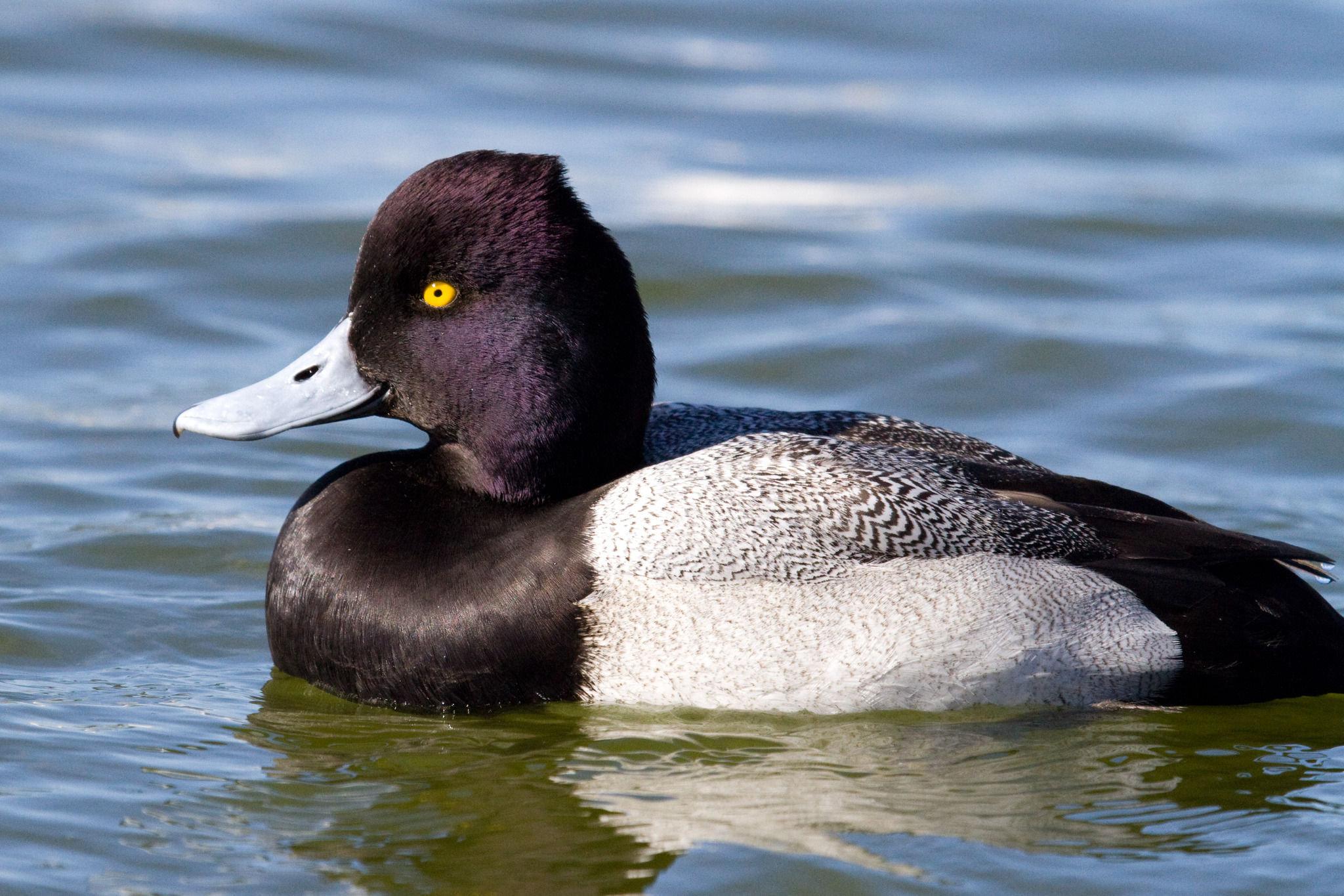 Anseriformes - Anatidae - Aythya affinis