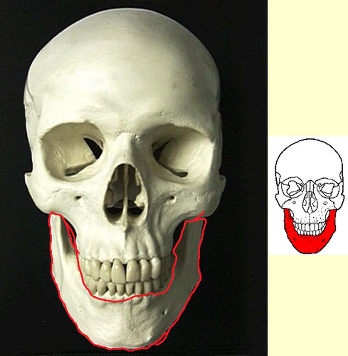 knowt flashcard image