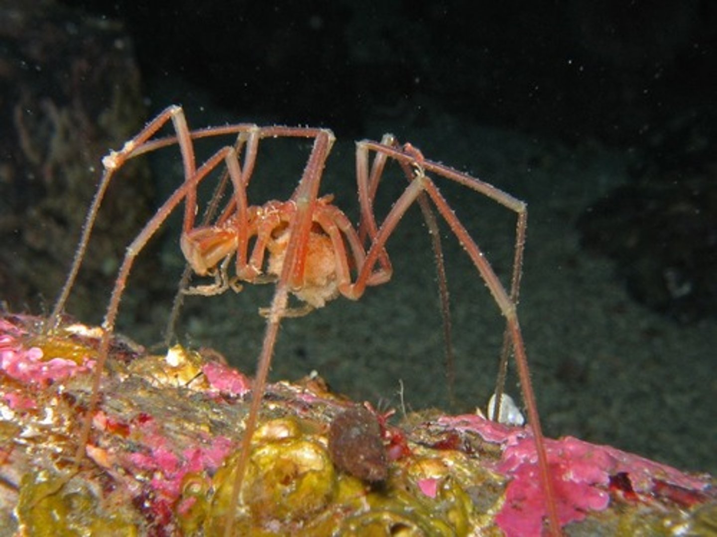<p>subphylum</p>