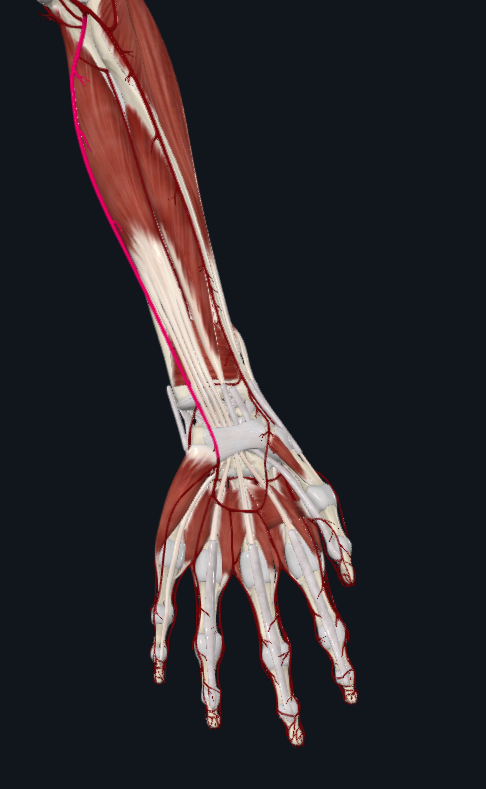 <p>What artery is this</p>