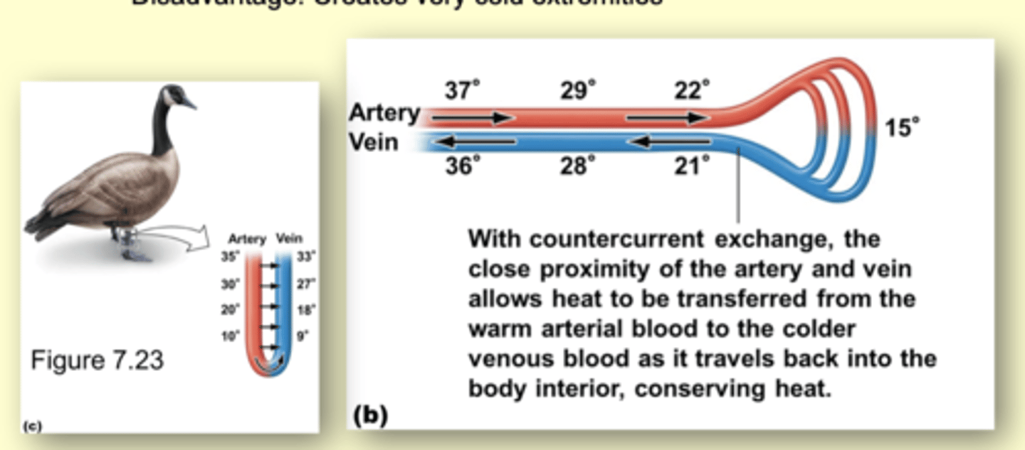 <p>blood vessels that flow in opposite directions in close proximity. </p><p>----</p><p>**With countercurrent exchange, the close proximity of the artery and vein allows heat to be transferred from the warm arterial blood to the colder venous blood as it travels back into the body interior, conserving heat.</p>