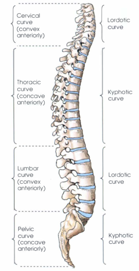 <p>Viewed from the side, the vertebral column exhibits <strong>four natural curves</strong> that arch anteriorly and posteriorly from the midcoronal plane.</p>