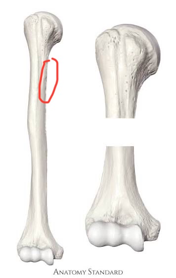 <p>humerus, lateral, roughened surface</p>