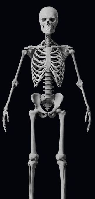 <p>Where is the femur?</p>