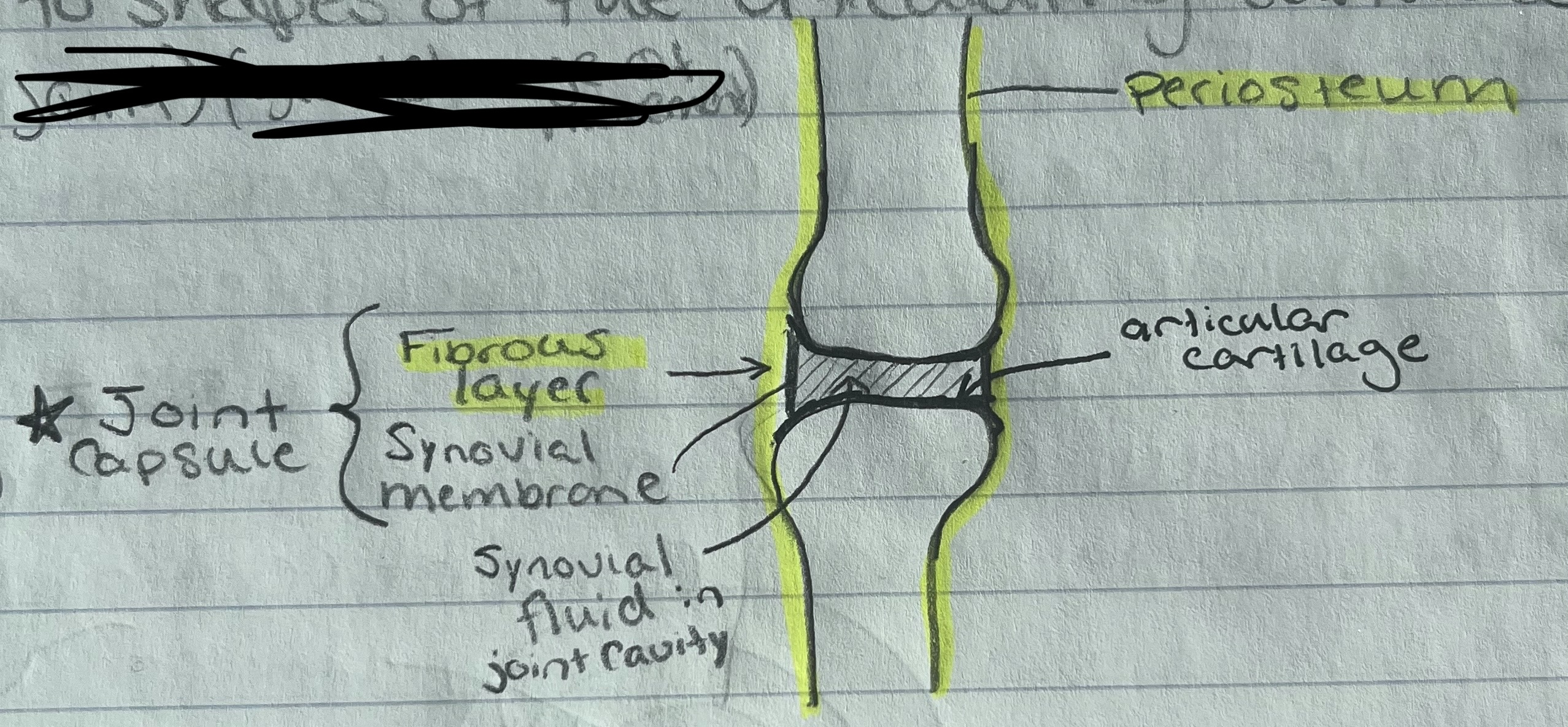 <ul><li><p>Articular cartilage</p></li><li><p>Joint capsule</p><p>- Fibrous layer (dense regular connective) that is continuous with periostium</p></li><li><p>Synovial membrane (areolar) that secretes synovial fluid for lubrication and cushioning</p></li></ul><p></p>