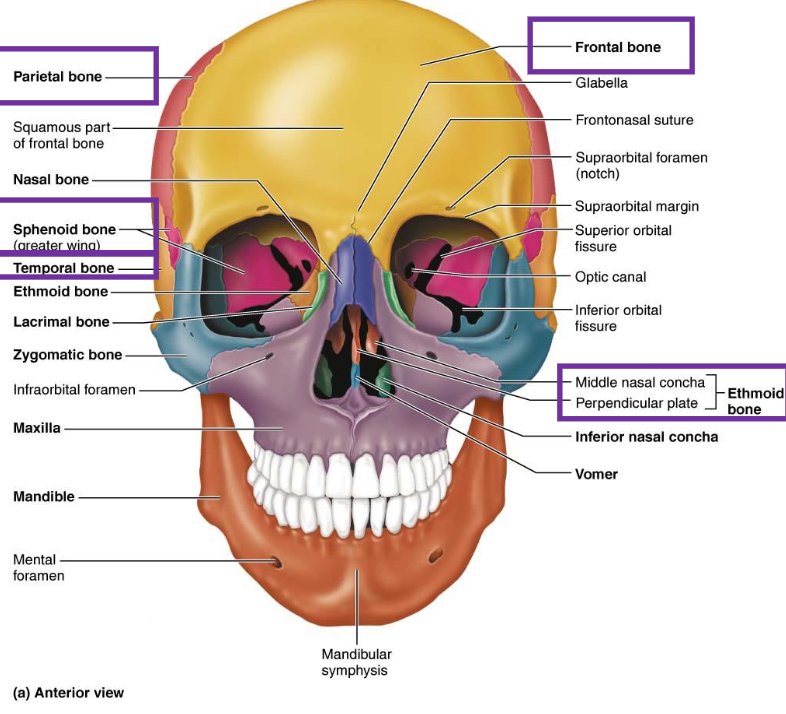 <ul><li><p>Frontal Bone</p></li><li><p>Parietal Bones (2)</p></li><li><p>Occipital Bone</p></li><li><p>Temporal Bones (2)</p></li><li><p>Sphenoid Bone</p></li><li><p>Ethmoid Bone</p></li></ul><p></p>