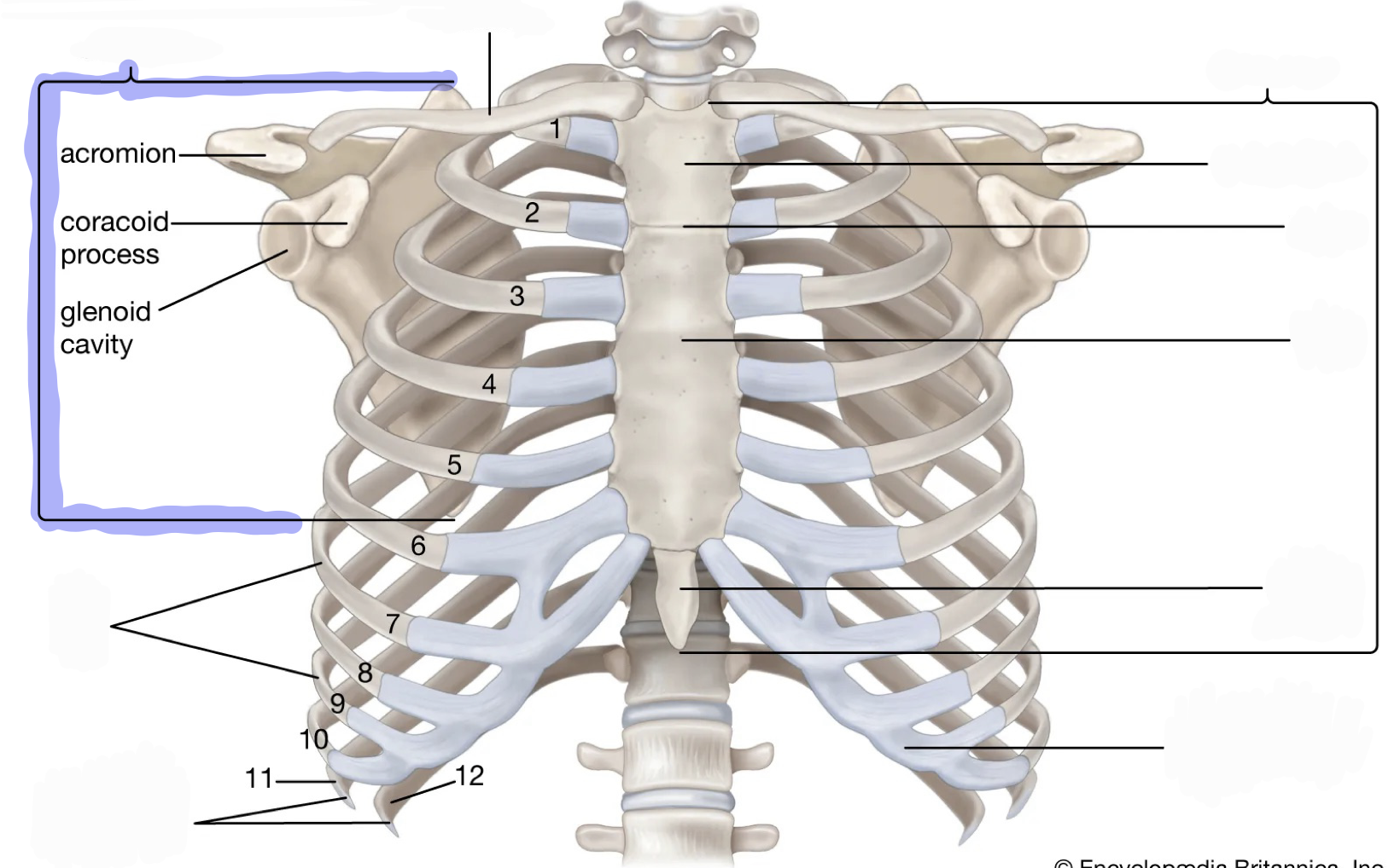 <p>Know right from left; Spine, acromion, coracoid process, glenoid cavity</p>