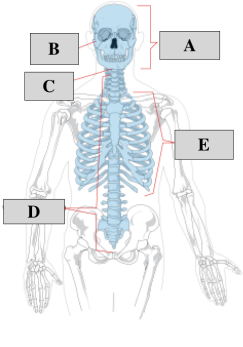 <p>B</p>