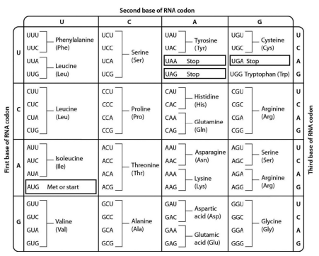 <p>examine the genetic code table shown below. the codon CAU codes for the amino acid:</p>