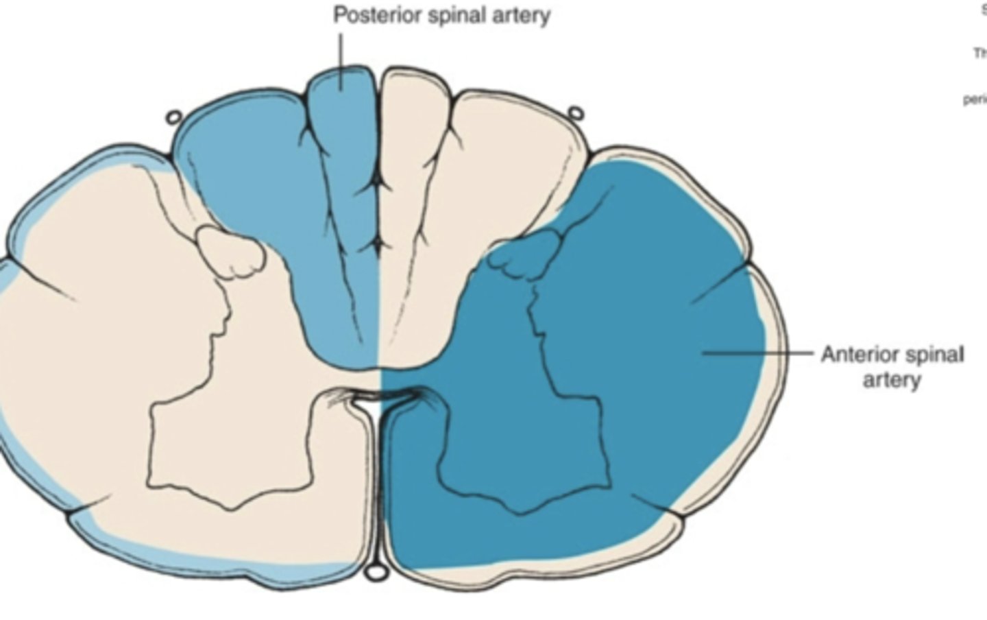 <p>anterior 2/3 of the spinal cord</p><p>(this will primarily be in the cervical part of the spinal cord)</p>