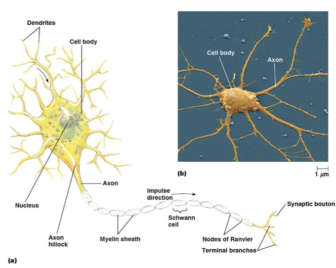 <p>includes the nucleus and other endomembrane components</p>