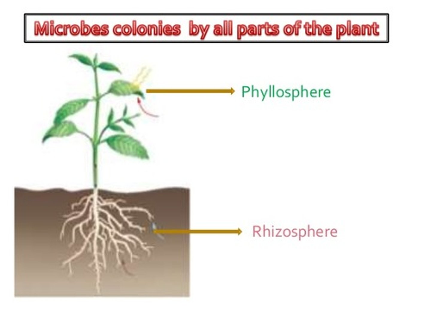 <p>leaves of plants and the complex microbial ecosystem that covers them</p>