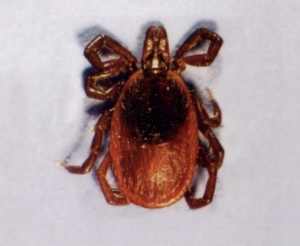 <p>What is the scientific name of the Deer Tick (Black-legged Tick)?</p>