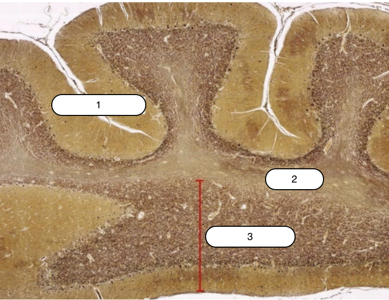 <p>Identify the structure labeled #1</p>