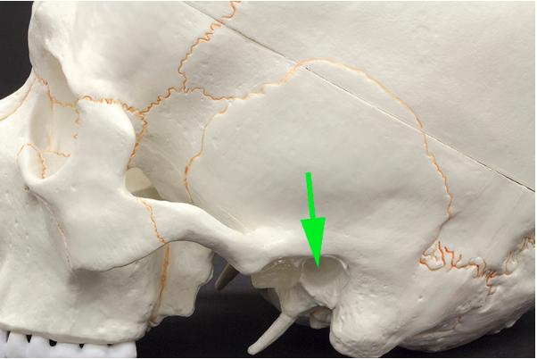 <p>What opening is marked by the green arrow?</p>