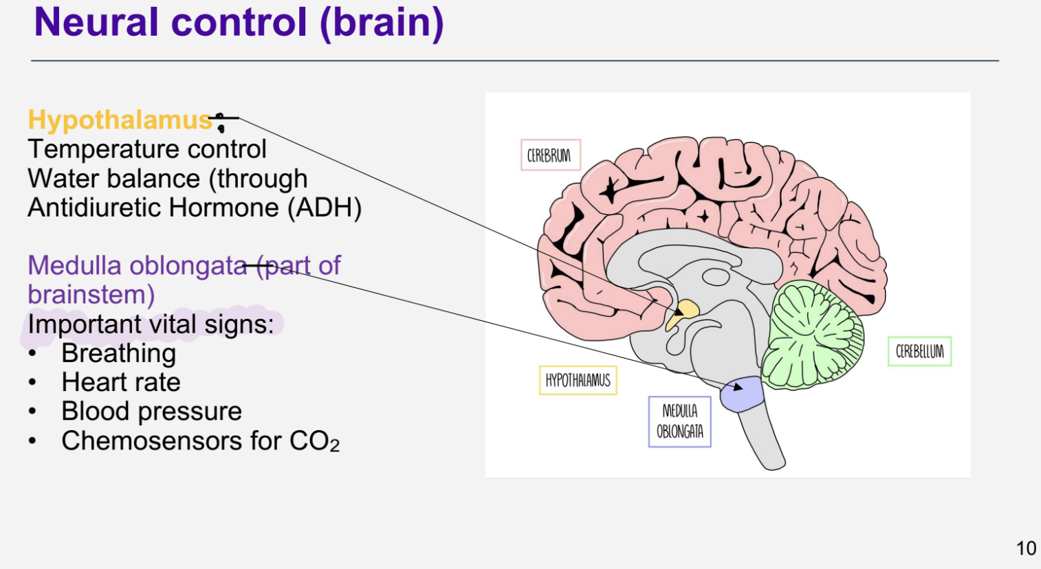 <p>Hypothalamus</p><ul><li><p>Temperature control</p></li><li><p>Water balance (through</p></li><li><p>Antidiuretic Hormone (ADH)</p></li></ul><p></p><p>Medulla oblongata (part of brainstem)</p><p>Important vital signs:</p><p> • Breathing </p><p>• Heart rate </p><p>• Blood pressure •</p><p> Chemosensors for CO2</p><p></p><p></p>
