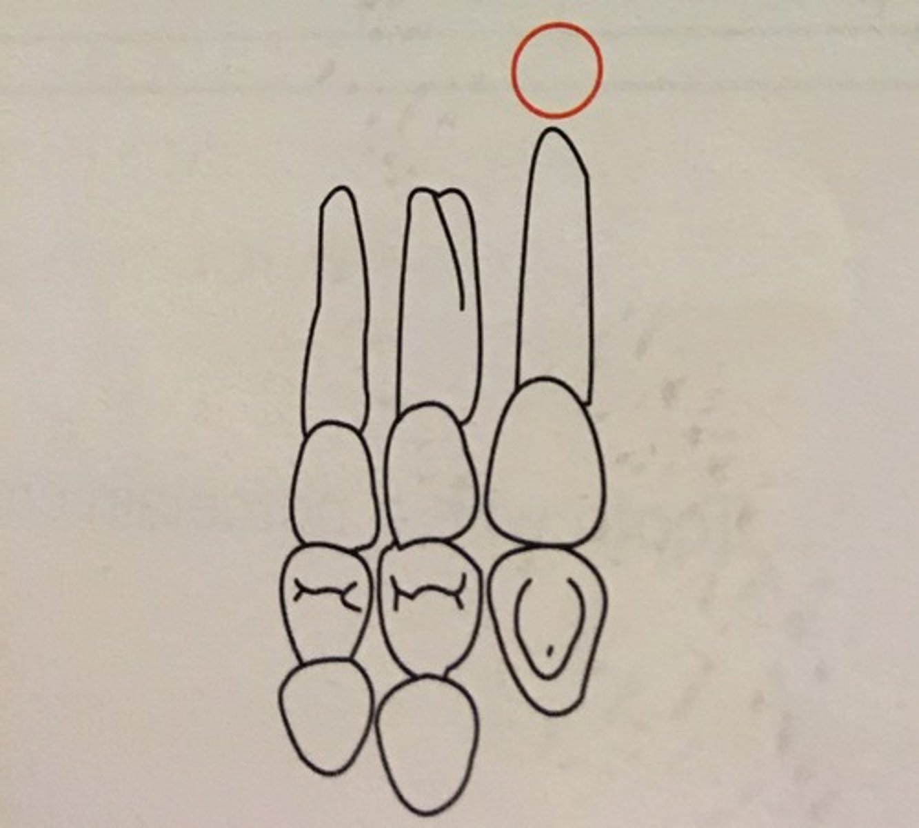 knowt flashcard image