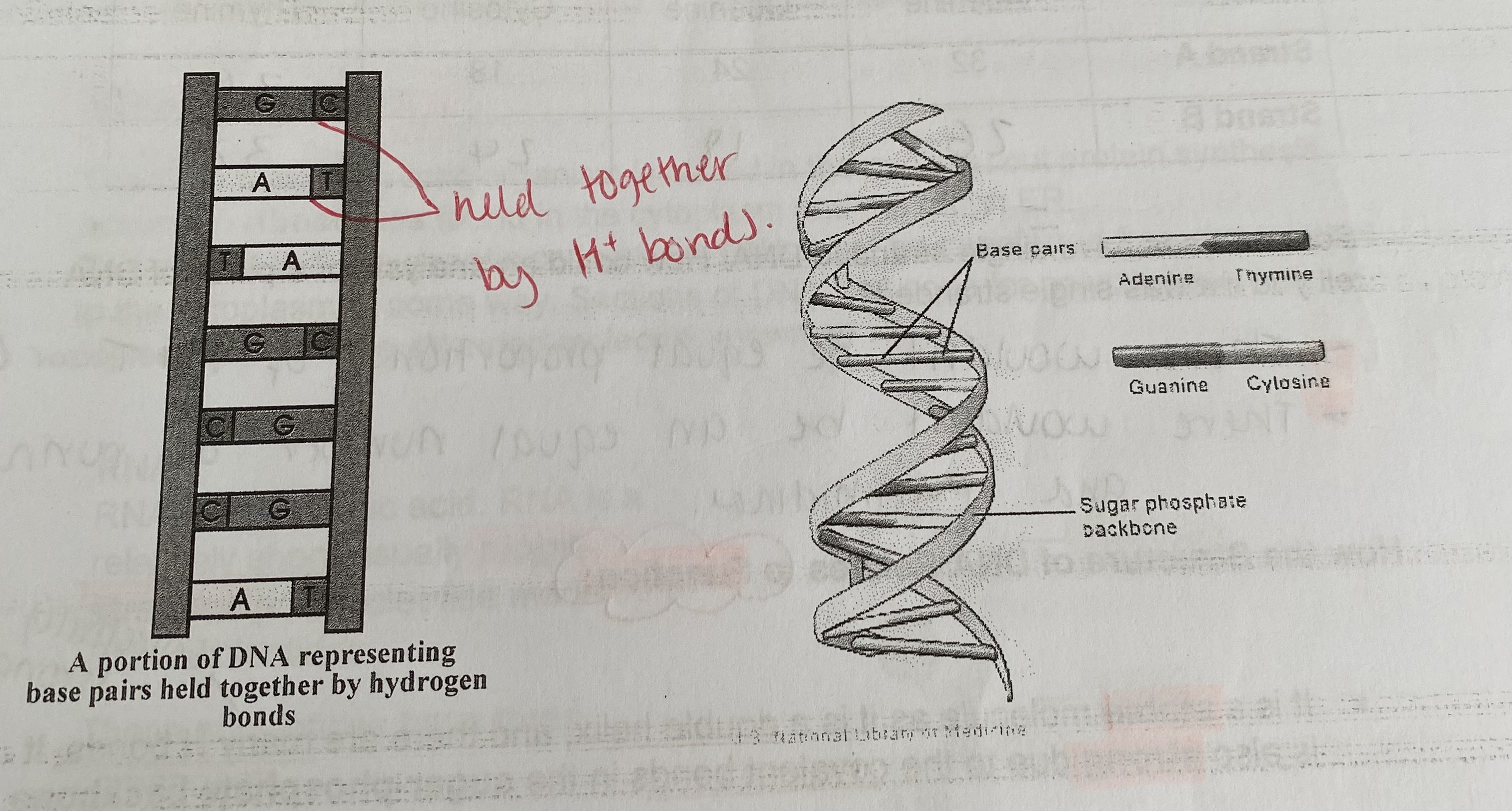 <p>two polynucleotide chains/ strands that twist to form a <strong>double helix</strong></p><p>&gt; the bases of each strand are held together by <strong>hydrogen bonding</strong></p>