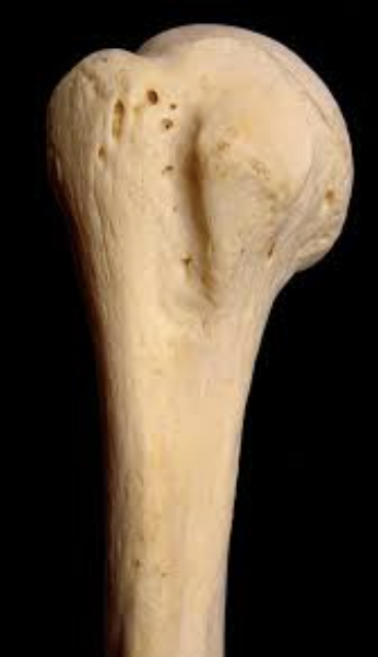 <p>humerus</p>