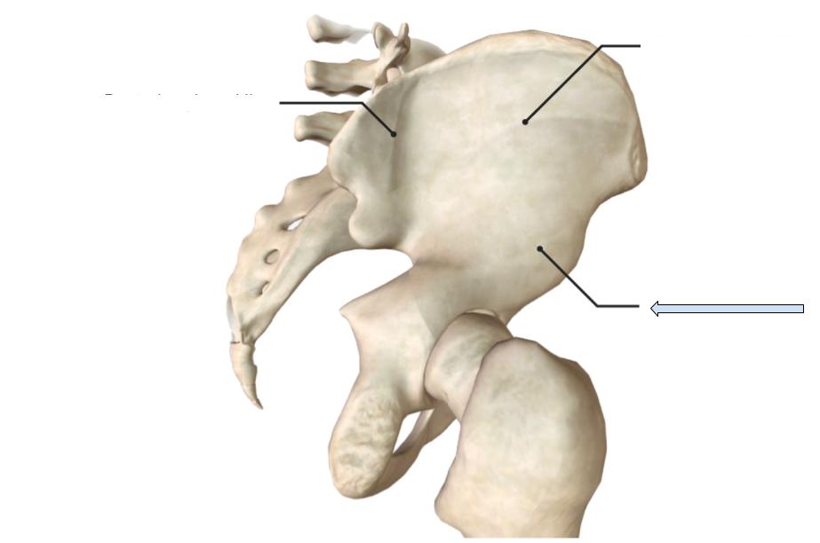 <p>Line on the gluteal fossa that is more inferior to the other lines</p>