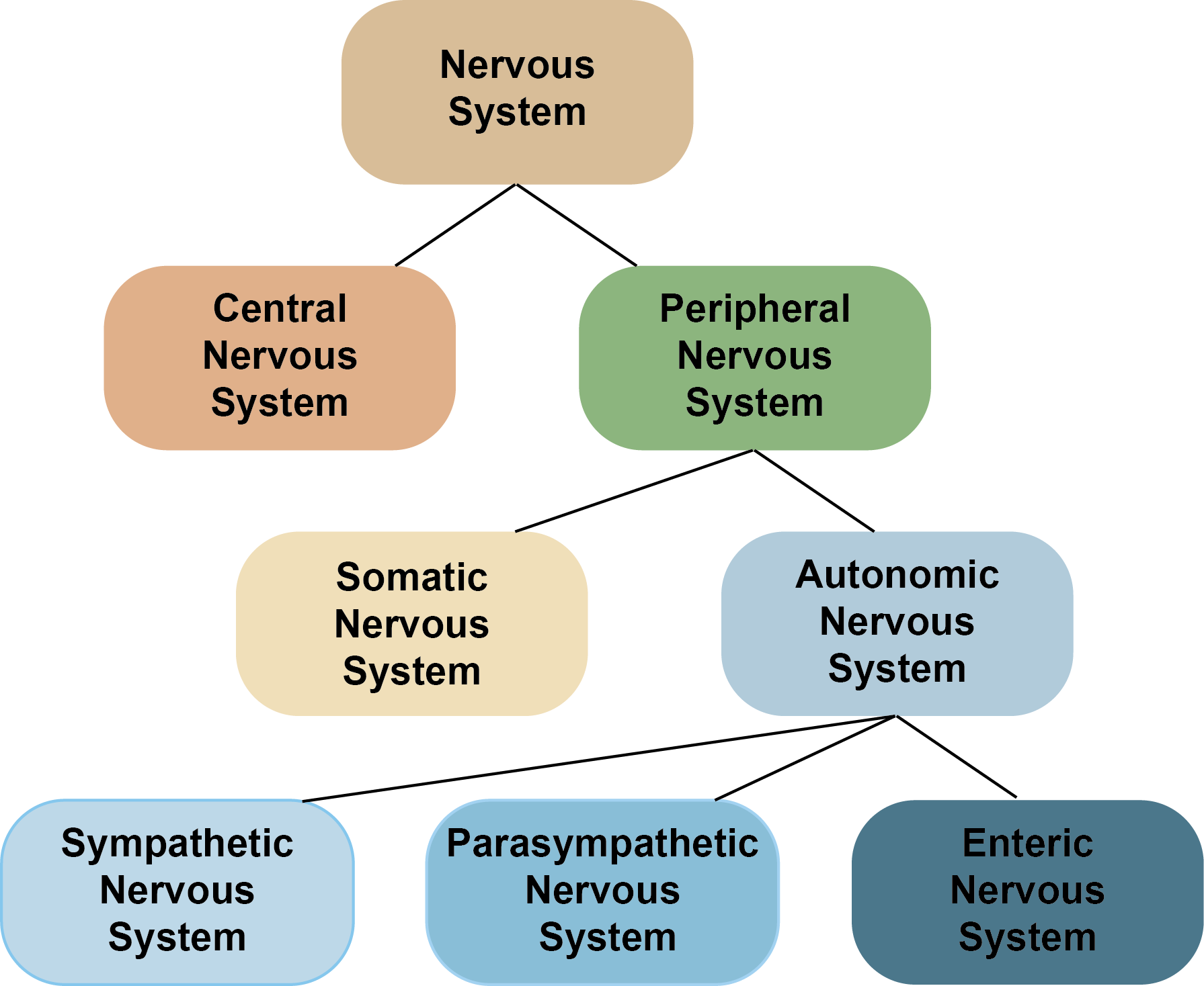 <ul><li><p>Peripheral Nervous System (anything outside of brain and spinal cord)</p></li><li><p>Central Nervous System (most relevant to this class)</p></li><li><p>Each vertebrae covers a section of the body</p></li><li><p>Damage can result in lack of sensation in or motor control for the body areas served by the spinal cord at damage or below</p></li></ul><p></p>